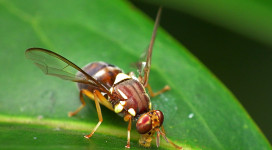 Queensland_Fruit_Fly_-_Bactrocera_tryoni