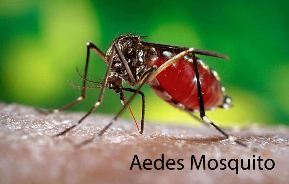 Aedes Mosquito - Zika Virus