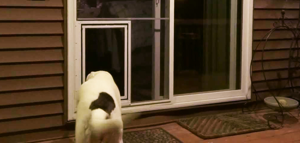 dog screen door